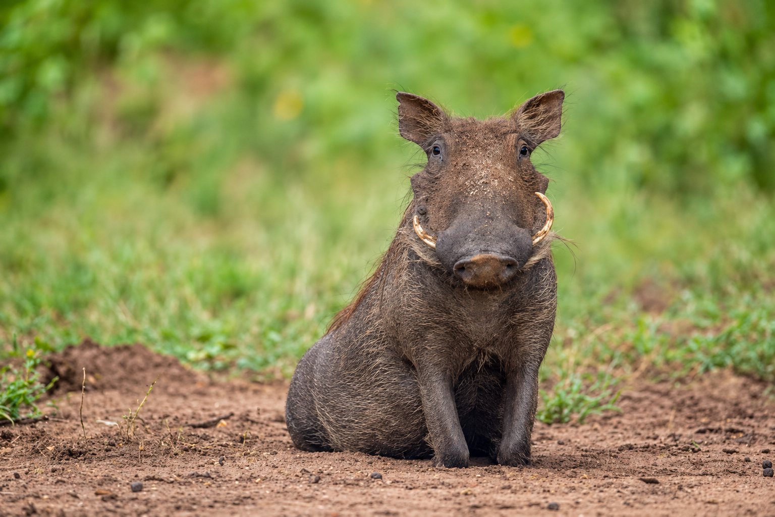 Wild to Peaks Adventures in Tanzania