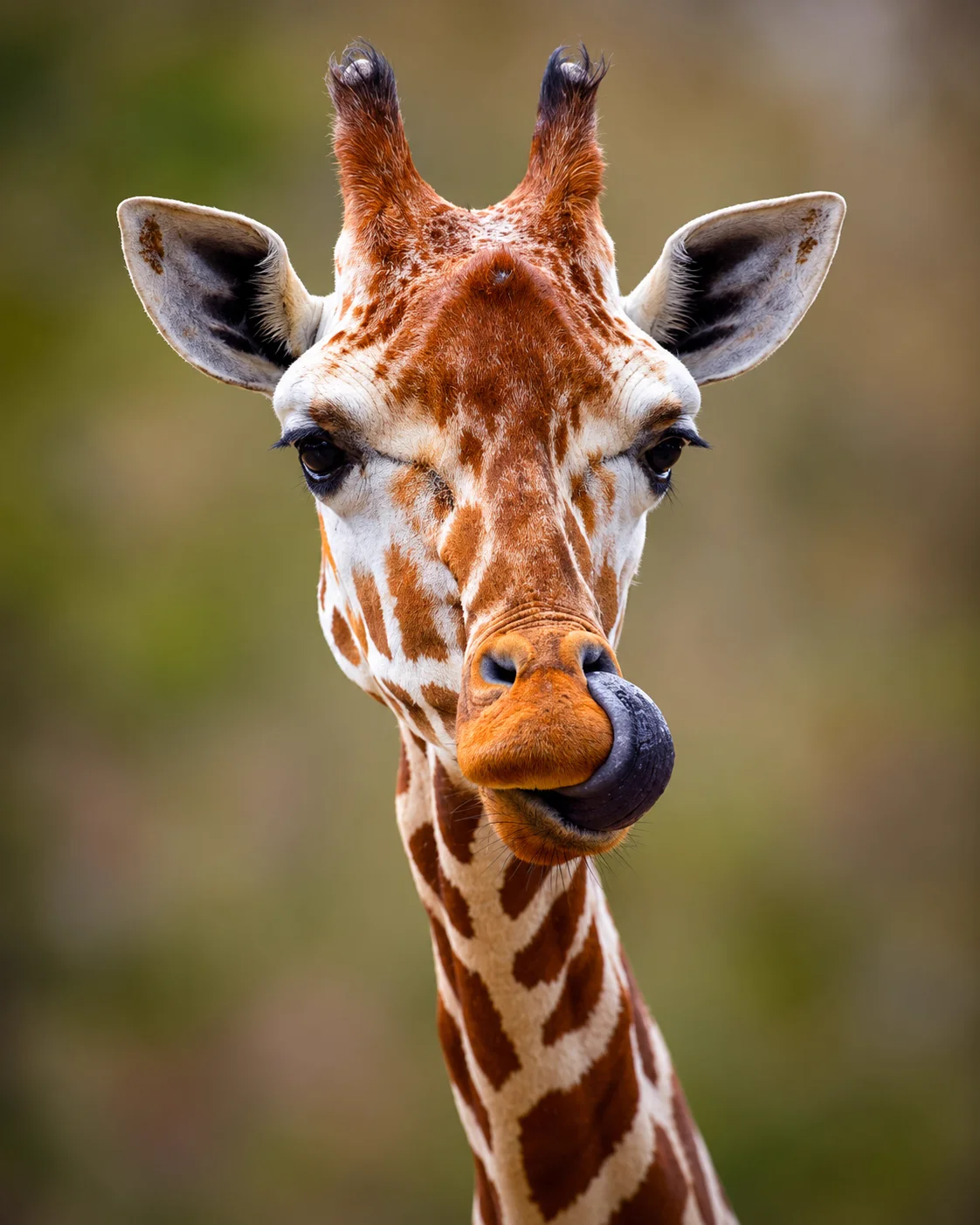 A giraffe in Tanzania with its tongue curled around its nose