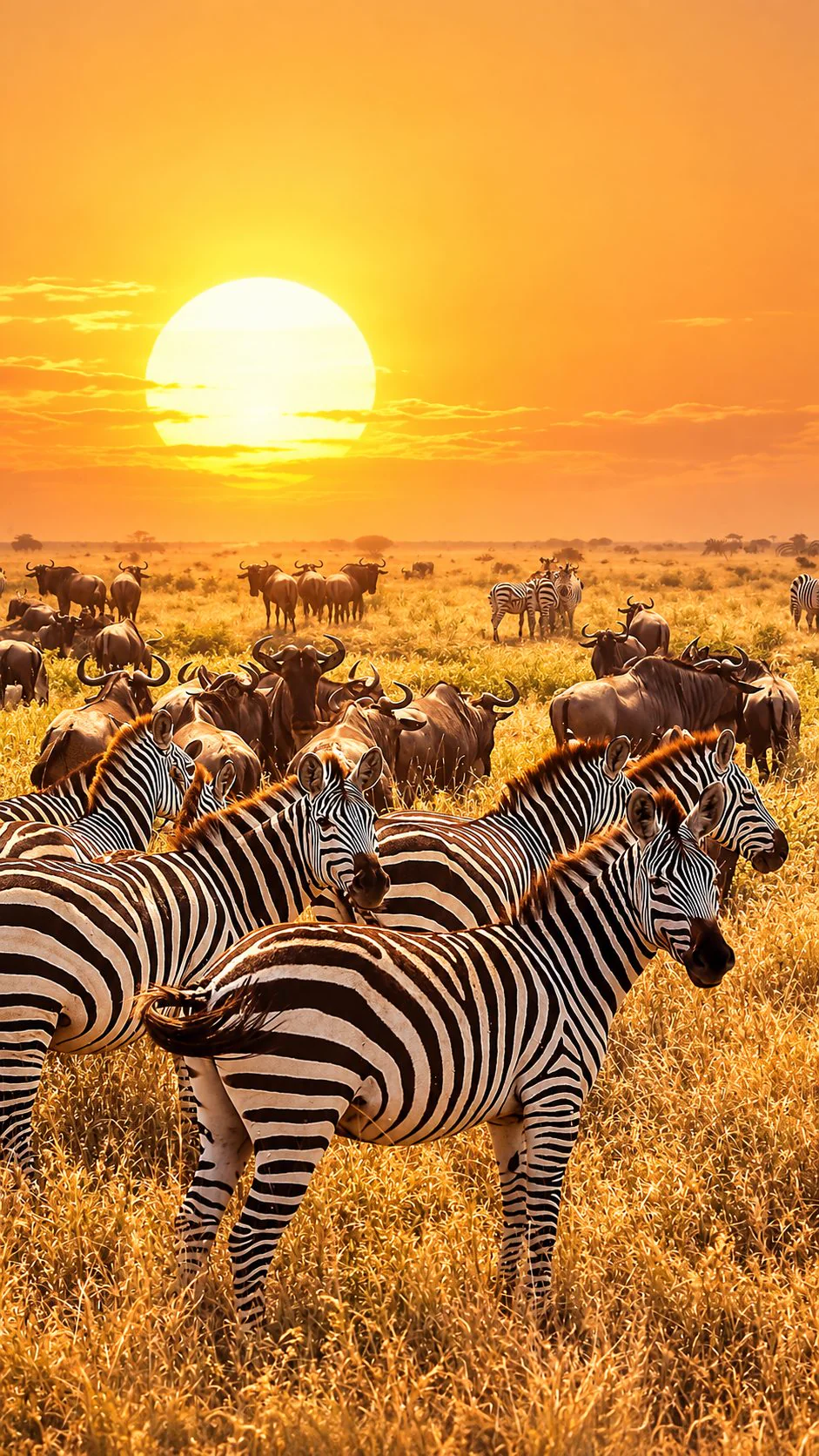Zebras and wildebeest on golden plains beneath a low sun
