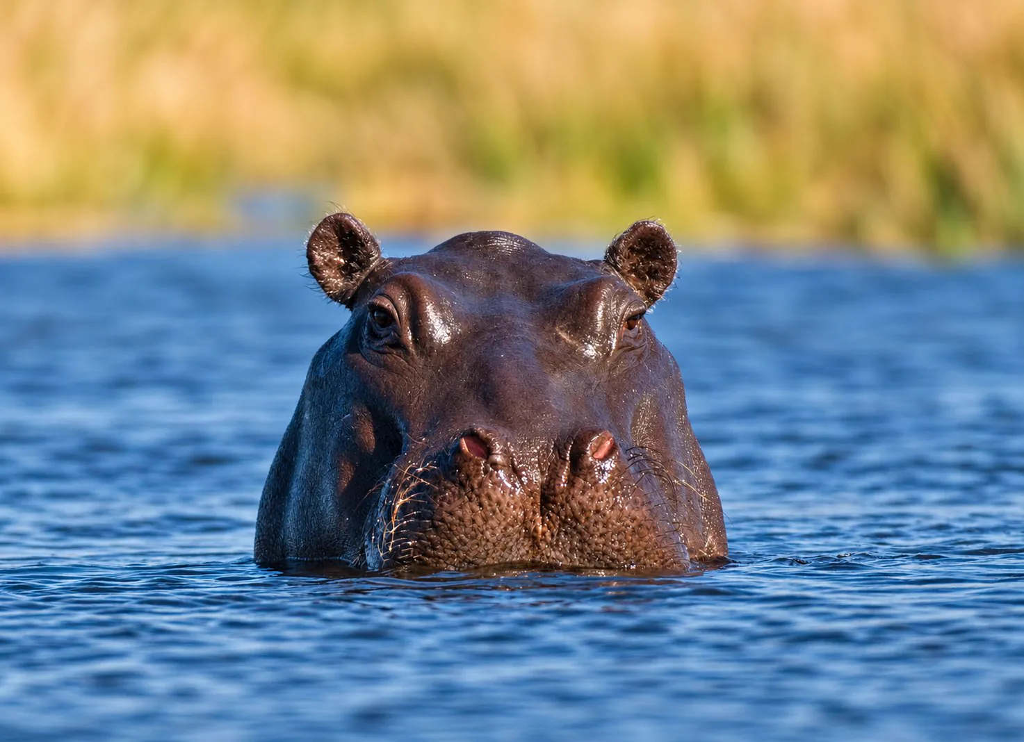 A hippopotamus looking out of the water in Tanzania