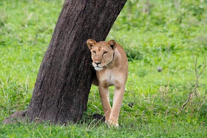 Tarangire National Park: Why It Deserves More Than a Quick Stop