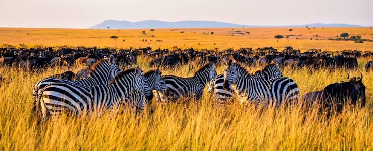 Where to Stay in the Serengeti: Central, North or South?